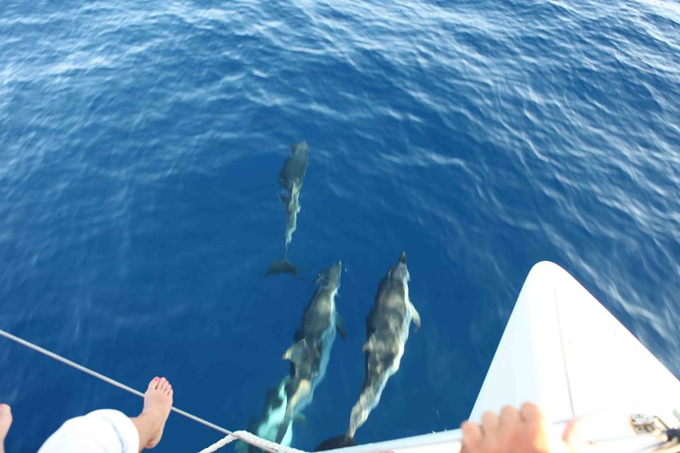 rencontre avec dauphins paca