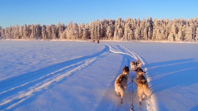 Expedition Chiens Laponie 